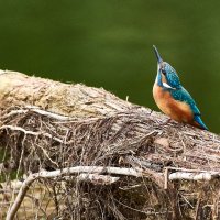 Зимородок :: Игорь Шабалин Зимородок :: Игорь Шабалин