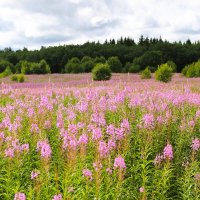 Море иван-чая :: Хватова Марина 