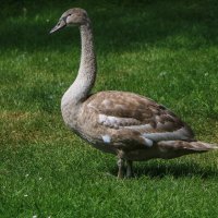 Одиночка :: Waldemar F.