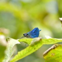 про стрекоз 2 :: Александр Прокудин про стрекоз 2 :: Александр Прокудин