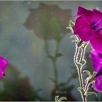 Вечерело :: Aquarius - Сергей Вечерело :: Aquarius - Сергей