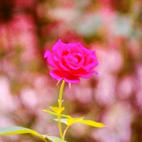 Роза :: Сергей Кочнев