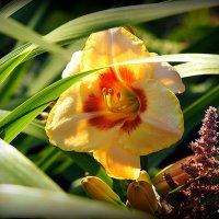 они на радость нам даны :: Олег Лукьянов они на радость нам даны :: Олег Лукьянов