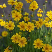 Кореопсис :: Светлана Ищенко