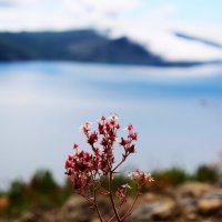 Цветок на склоне сопки :: Александр Чашин