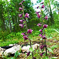 Северный Урал....Это- недотрога! :: Владимир 