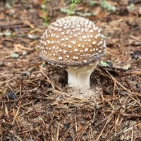 Мухомор пантерный (Amanita pantherina) :: Денис Бочкарёв