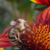 Шмели ловят тёплые деньки... :: Михаил Соколов