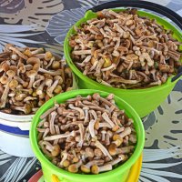 Трофеи тихой охоты :: Татьяна Лютаева Трофеи тихой охоты :: Татьяна Лютаева