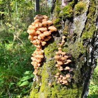 Щедрый август :: Татьяна Лютаева