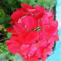 Цветы :: Владимир Драгунский