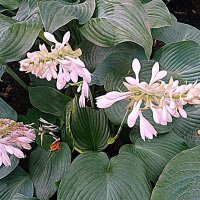 Цветы. :: Владимир Драгунский