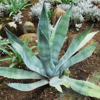 Агава :: Рита Симонова