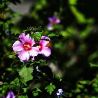 Гибискус :: Юрий Гайворонскiий