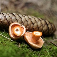 Лесные зарисовки :: Андрей Заломленков Лесные зарисовки :: Андрей Заломленков