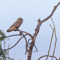 сова болотная. :: юрий макаров