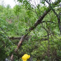 У реки :: Ольга 