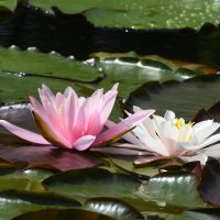 Лето в Ботаническом... Июнь. :: Наташа *****