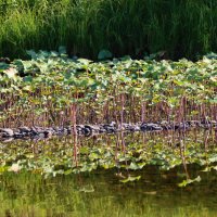 Отражения... :: Галина Ильясова
