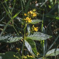 Прибрежные цветы :: Сергей Цветков