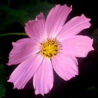 Космея :: Елена Семигина