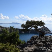 Природа Крыма :: Amazing Cosmea