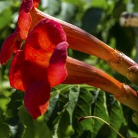 Лиана текома Кампсис :: Валентин Семчишин