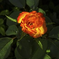 Оранжевая роза  Флорибунда :: Валентин Семчишин