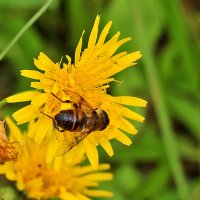 На одуванчике... в августе! :: Светлана На одуванчике... в августе! :: Светлана