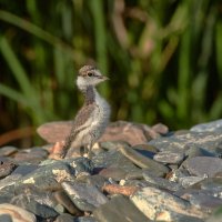 Зуек птенец :: Игорь Шабалин