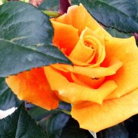 Роза :: Наталья 