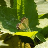 Самка голубянки Аргиад :: Константин Штарк Самка голубянки Аргиад :: Константин Штарк