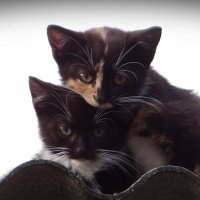 Позируют малыши :: Антонина Гугаева