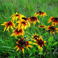 Цветут и радуют нас :: Антонина Гугаева