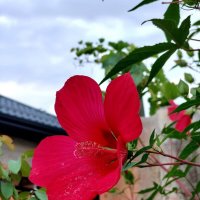 Гибискус в кадре.... :: tatyana 