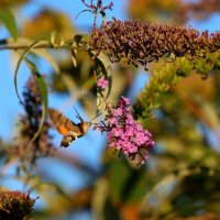 Бражник :: Светлана Тихонина Бражник :: Светлана Тихонина