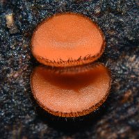 Скутеллиния  щитовидная :: Геннадий Супрун