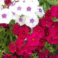 Флоксы :: Елена 