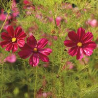 *** :: Елена Kазак (selena1965)