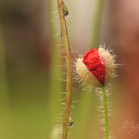 *** :: Елена Kазак (selena1965)