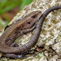 *** :: Олег Алексеев