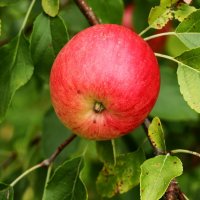 Эх яблочко :: Юрий. Шмаков