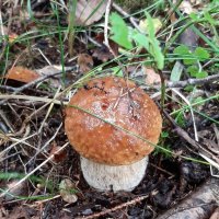 Про грибы :: Наталья Герасимова Про грибы :: Наталья Герасимова