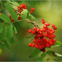 На исходе лета :: Валентин Котляров