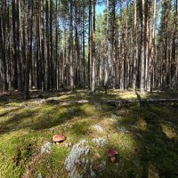 повезло :: сергей 