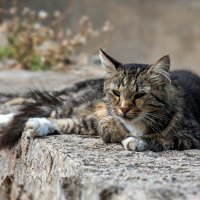 Кошка, которая гуляет сама по себе :: Светлана Ищенко Кошка, которая гуляет сама по себе :: Светлана Ищенко