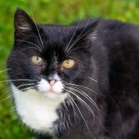 Кошка по имени Скрипа. :: Виктор Орехов Кошка по имени Скрипа. :: Виктор Орехов