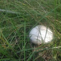 Грибок :: Андрей Хлопонин