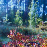 Черничка на солнышке :: Артём 