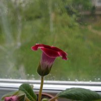 ... :: Алексей Зеленцов